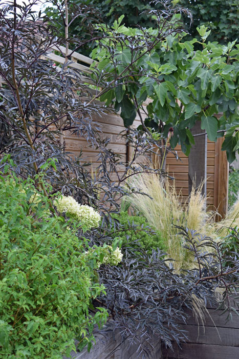 Fig tree, Sambucus and Hydrangea